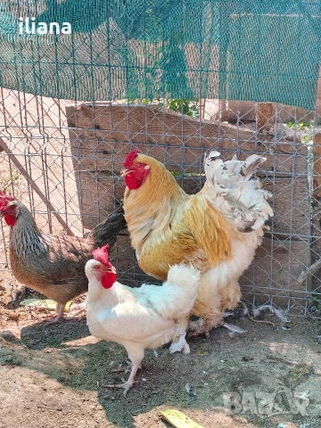 Продавам петли Брама, снимка 3 - Кокошки и пуйки - 55076556