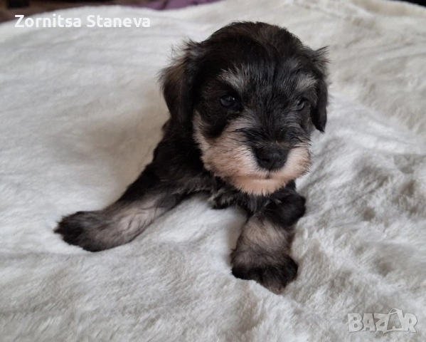 Мини (цверг) шнауцери, снимка 10 - Други - 54016098