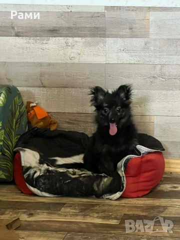 Шпиц померан момиче