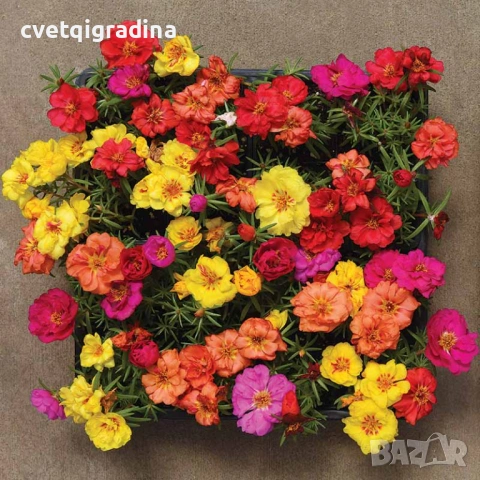 Portulaca (Калдаръмче), снимка 2 - Градински цветя и растения - 54516534