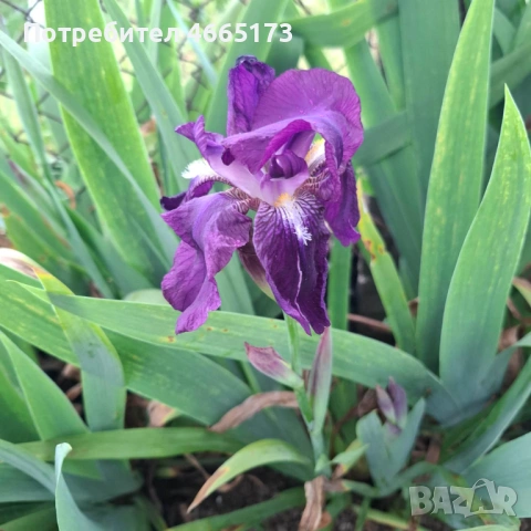 Ирис /Перуника , снимка 2 - Градински цветя и растения - 54268147