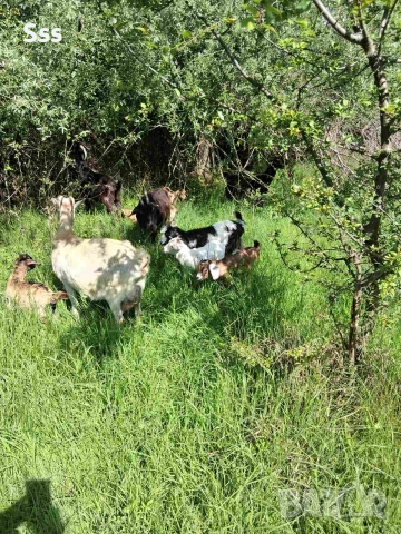 Продава се ялови Кози Чепишки и Ярета 