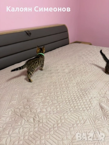 Бенгалски котета