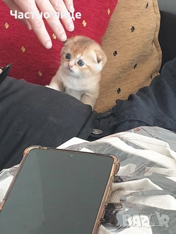 Шотландско коте  клепоуха златна чинчила, снимка 8 - Чинчили - 53957925