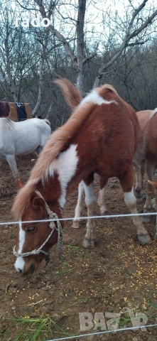 Кобила, снимка 3 - Коне - 54316822