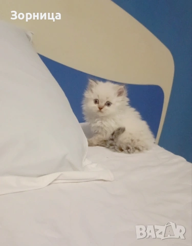 Британска сребърна чинчила , снимка 15 - Чинчили - 54337750