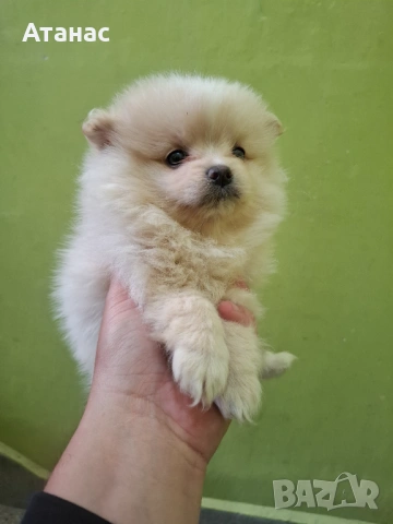 Померан, снимка 2 - Померан - 54134512