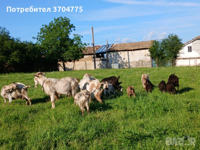 Продавам кози ярета и пръч, снимка 2 - Кози - 54658892