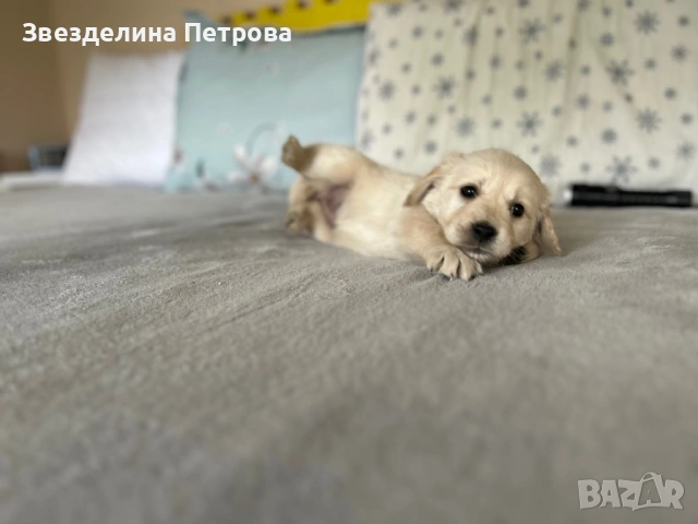 ГОЛДЪН РЕТРИВЪР, снимка 3 - Голдън ретривър - 54084435