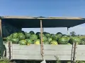 Продавам дини Романза, снимка 1