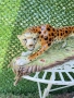 Луксозна голяма статуетка на леопард (с маркировка) – Порцелан и бронз, 8.3 кг, снимка 2