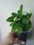 Бял Исусов венец, euphorbia milii, снимка 2