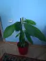 Какаово дърво - Theobroma cacao, снимка 1
