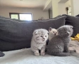 Шотландски/ британски котета , снимка 1