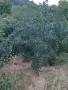 Продавам сливи лично производство , снимка 2