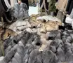 дамски палта от естествена кожа и естествен косъм, снимка 9