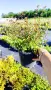 Абелия Грандифлора Прострата, Аbelia Grandiflora Prostrata!!!, снимка 10