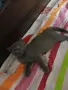 продавам 3 котенца , снимка 2