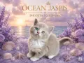 Британски котки , снимка 9