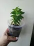Колерия, Kohleria Susan the cat, снимка 2