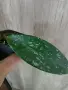 Хоя Pubicalyx Red Buton, снимка 2