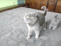 Британски котета, снимка 7