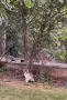 Подарявам 4 котета, снимка 5