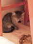 Подарявам котета , снимка 1