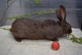 Зайци за разплод, снимка 14