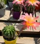 Цъфтящи Кактуси Echinopsis Hybrid омбре преливащи се цветове , снимка 7