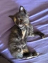 Подарявам коте, снимка 2