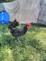 Петли Петел Черен Легхорн Leghorn, снимка 3