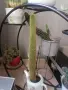 Красиви кактуси, снимка 5