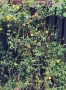 Продавам растение Зимен Жасмин (Jasminum nudiflorum), снимка 5