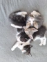 Подарявам котета, снимка 1