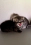 Шотландски котенца, снимка 11