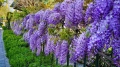 Продавам растение Глициния (Wisteria, Вистерия) , снимка 4