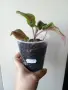 Еписция, episcia Emerald Velvet, снимка 3