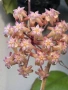  Hoya Хоя Seeds 002, снимка 1