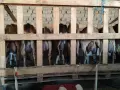 Продавам домашно гледани кози , снимка 4