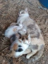 Котенца, снимка 1