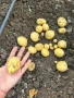 Домашни пресни картофи, снимка 3