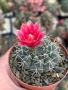 Кактус Gymnocalycium Baldianum цикламен цъфтеж уникално красив и голям цъфтеж, снимка 2