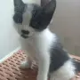 Подаряват се 2 котета, снимка 1