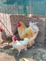 Продавам петли Брама, снимка 3