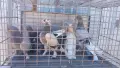 Продавам гълъби Мардини-Турски млади , снимка 1