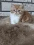 Екзотично късокосместо коте 😻, снимка 3