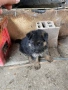 Недко, снимка 2