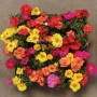 Portulaca (Калдаръмче), снимка 2