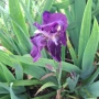 Ирис /Перуника , снимка 2